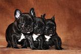 BOULEDOGUE FRANCAIS 792